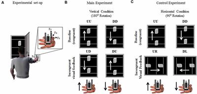 Visual Feedback of Object Motion Direction Influences the Timing of Grip Force Modulation During <mark class="highlighted">Object Manipulation</mark>